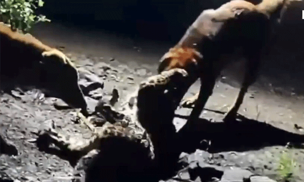 stray-dog-attacks-leopard-and-wins-the-battle