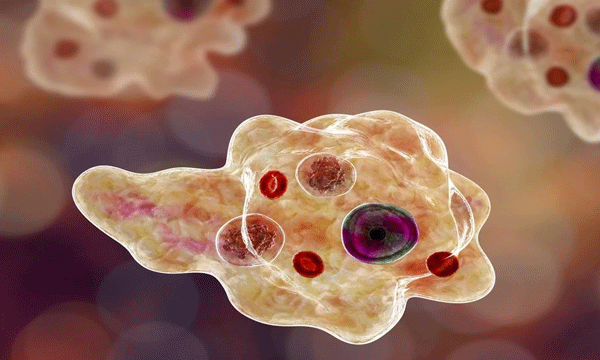 20 people died of amoebic encephalitis in Kerala; The opposition is hiding the facts