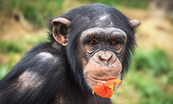 chimpanzees-drink-alcohol-from-fermented-fruit-daily-study-suggests