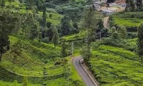 lets-know-about-chirmiri-which-has-a-unique-transport-tradition