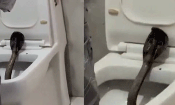giant-cobra-found-in-hotel-bathroom-pushkar-shocking-video