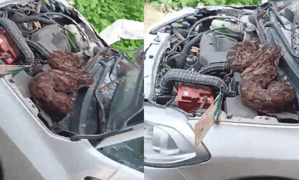 snake-in-bjp-leader-car