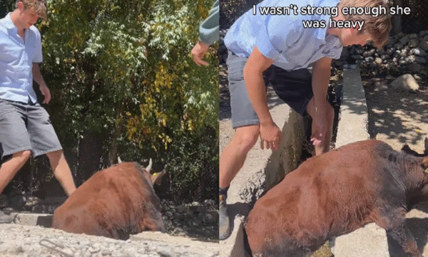australian-man-saving-cow-from-drainage-viral-video