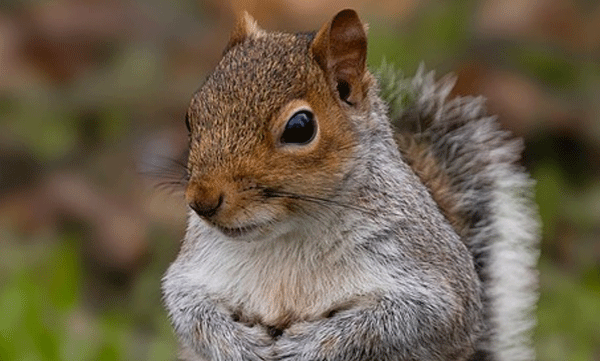 squirrel-attacked-people-us-news