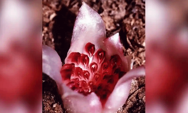 western-underground-orchid