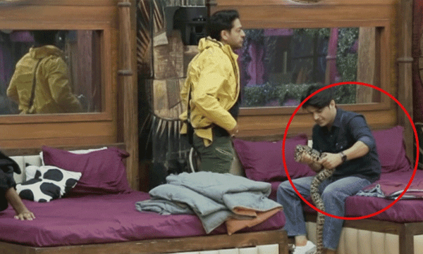 bigg-boss-house-snake