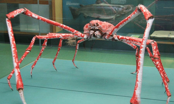 japanese-spider-crab