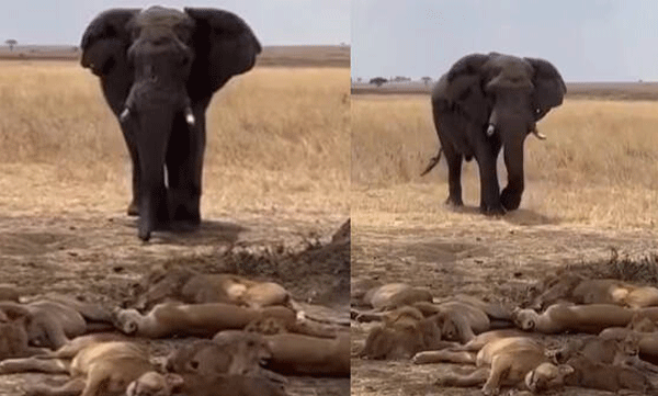 elephant-confronts-pride-of-lions-forcing-jungle-kings-to-flee-watch