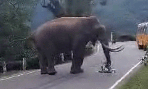 Wild elephant attacks in two places in the state; locals protest in Chinnakanal and Attappadi
