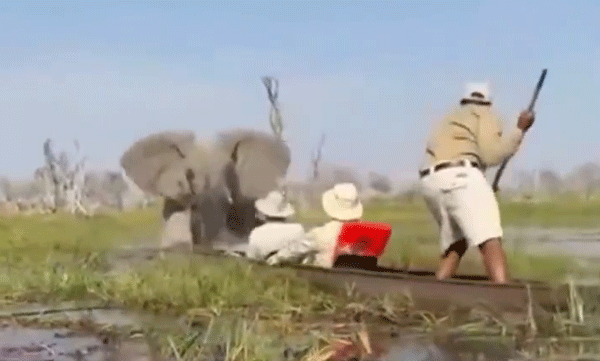 elephant-attack-botswana-safari