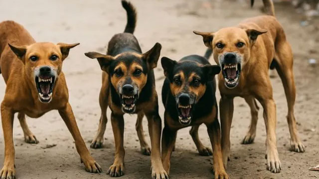 The body of a man who lived alone was eaten by dogs; only the skeleton remained.