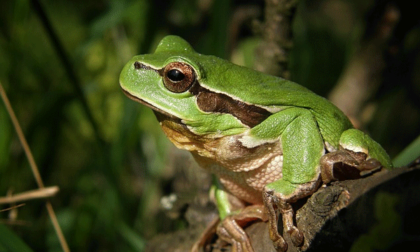 elderly-woman-eats-live-frogs