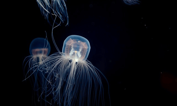 the-animal-that-has-the-ability-to-live-forever