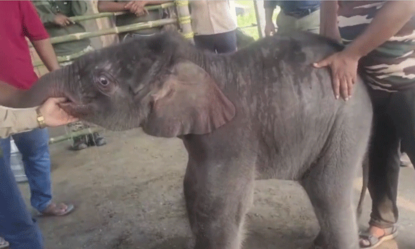 mother-rejected-15-days-old-elephant-rescued-ifs-officer-shares-video