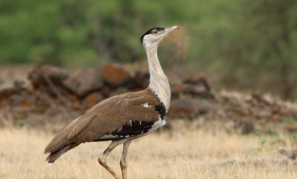 luxury-whisky-to-save-endangered-bird-species