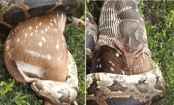wayanad-python-eating-deer