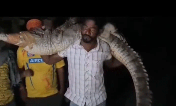 viral-video-officials-did-not-arrive-man-carrying-an-eight-foot-long-crocodile
