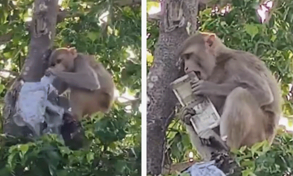 viral-video-monkey-climbs-on-tree-with-bag-full-of-cash