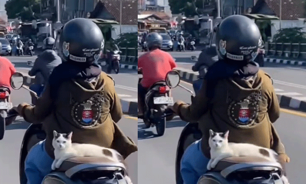 cat-scooter-ride-viral