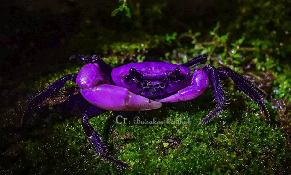 princess-crab-identification