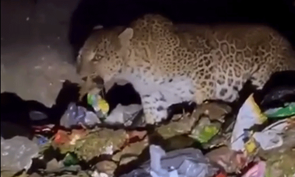 ifs-officer-shares-video-of-leopard-eating-garbage