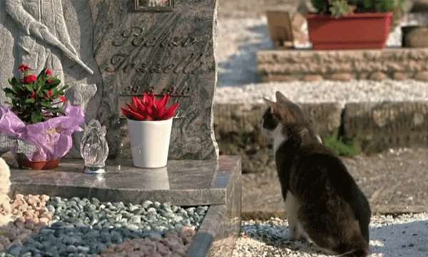 loyal-cat-touching-story