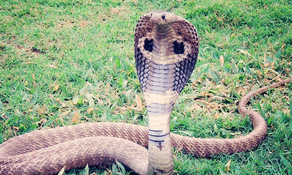 haryana-doctors-save-life-of-cobra-severely-injured
