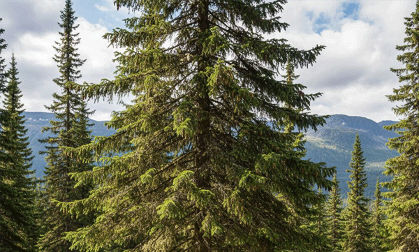 christmas-trees-contain-gold