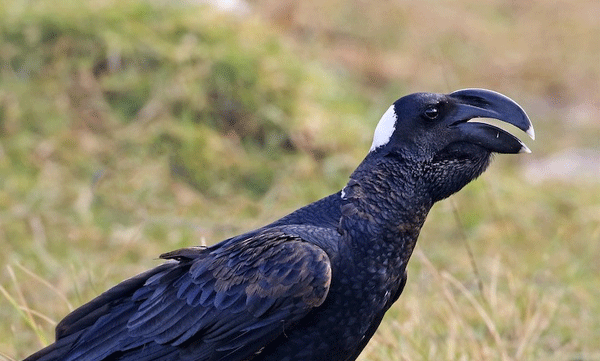 thick-billed-raven-identification