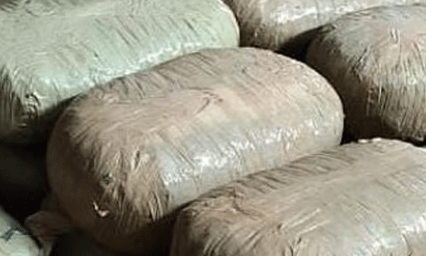 interstate-worker-arrested-with-one-and-a-half-kilos-of-ganja-articleshow