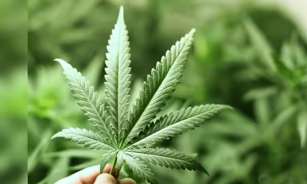 lady-with-three-others-arrested-with-24-kg-ganja-from-kerala-tamil-nadu-border-articleshow