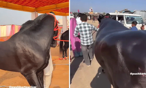 From Rs 15-Crore Horse To A Rs 23-Crore Buffalo: Showstoppers At Pushkar Fair