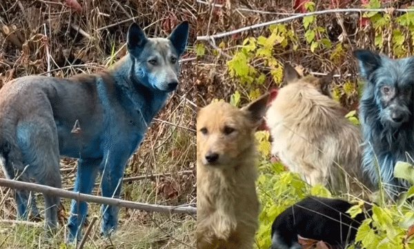 chernobyl-dogs-turn-blue-shocking-video