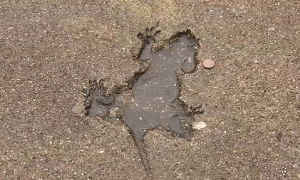 chicago-sidewalk-squirrel-mystery