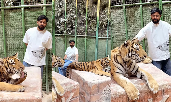 Sharafudheen with tiger cute video