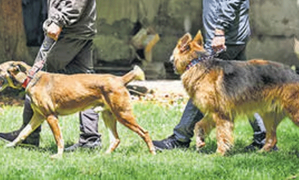 police-dog-squad-conducts-raid-to-bust-mdma-ganja-smuggling-gang-in-vellarada-articleshow