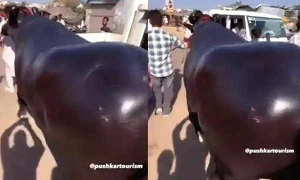 pushkar-mela--viral-video