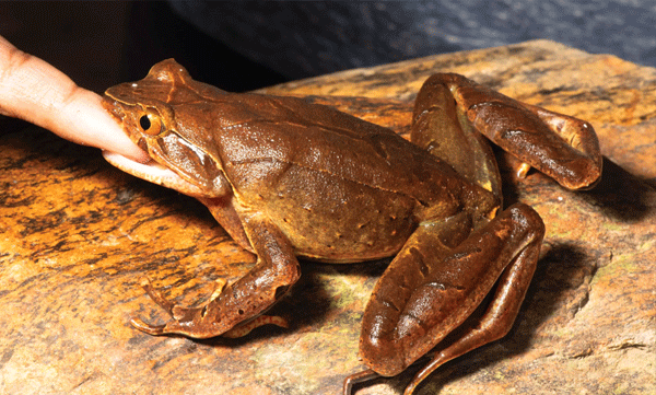 indian-frog-discoveries