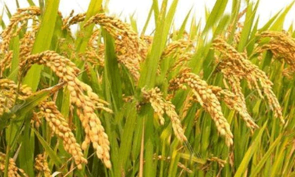 
Relief in paddy procurement; Agreement signed with two mills