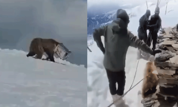 indian-army-bear-rescue