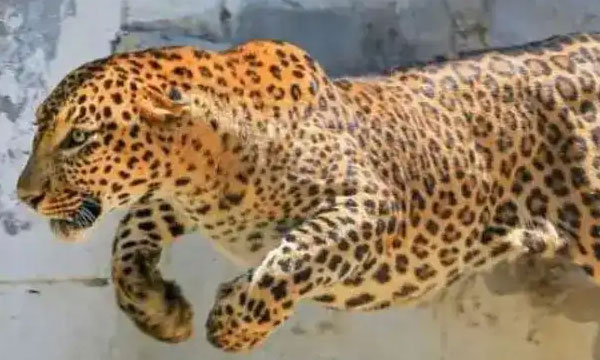 Pune Leopard Attack