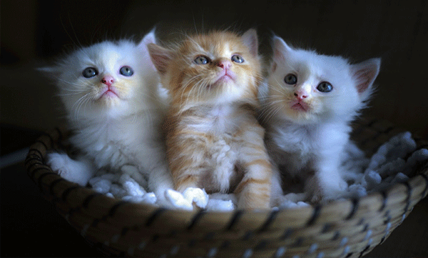 divorce-pet-support-turkey