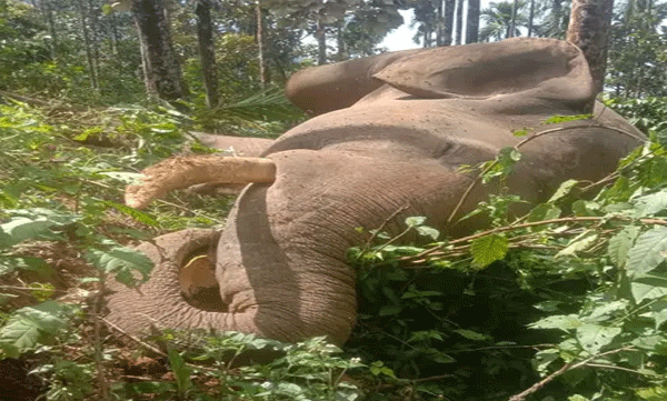 wild-elephant-found-dead-in-a-private-land-kalikav-malappuram