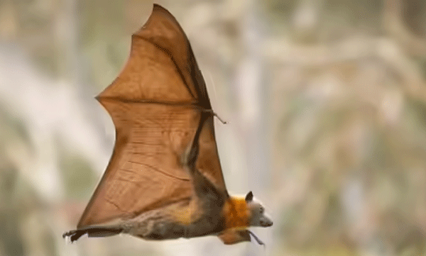 straw-colored-fruit-bat