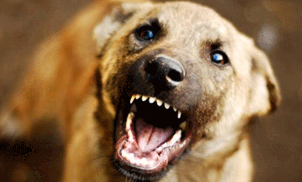 dog-that-bit-five-people-tests-positive-for-rabies