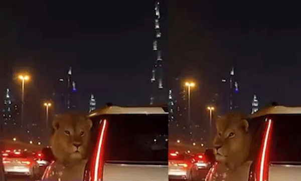 video-shows-lion-inside-luxury-car-on-dubais-streets