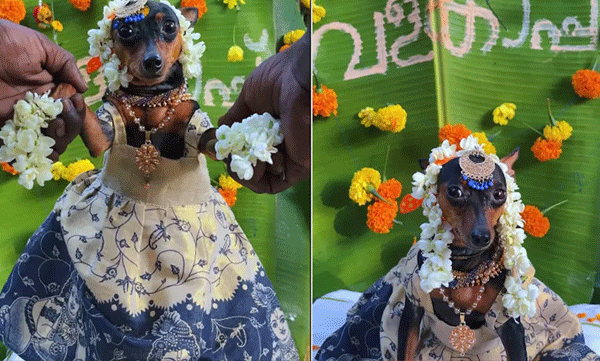 valakappu-dog-celebration