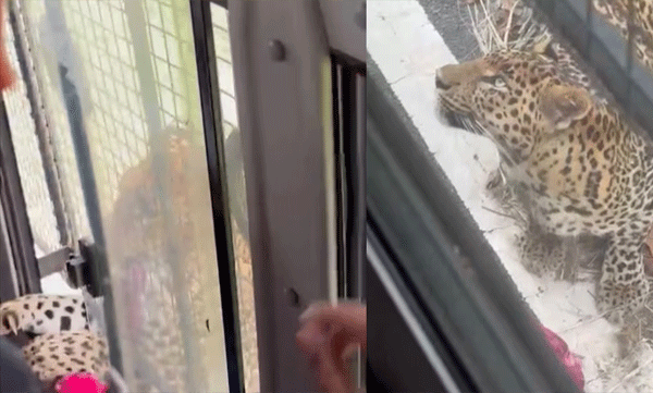 leopard-attack-bannerghatta