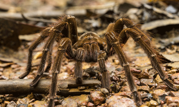 goliath-birdeater