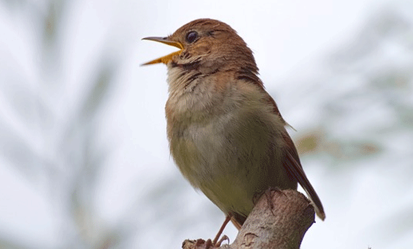 why-birds-sing-morning